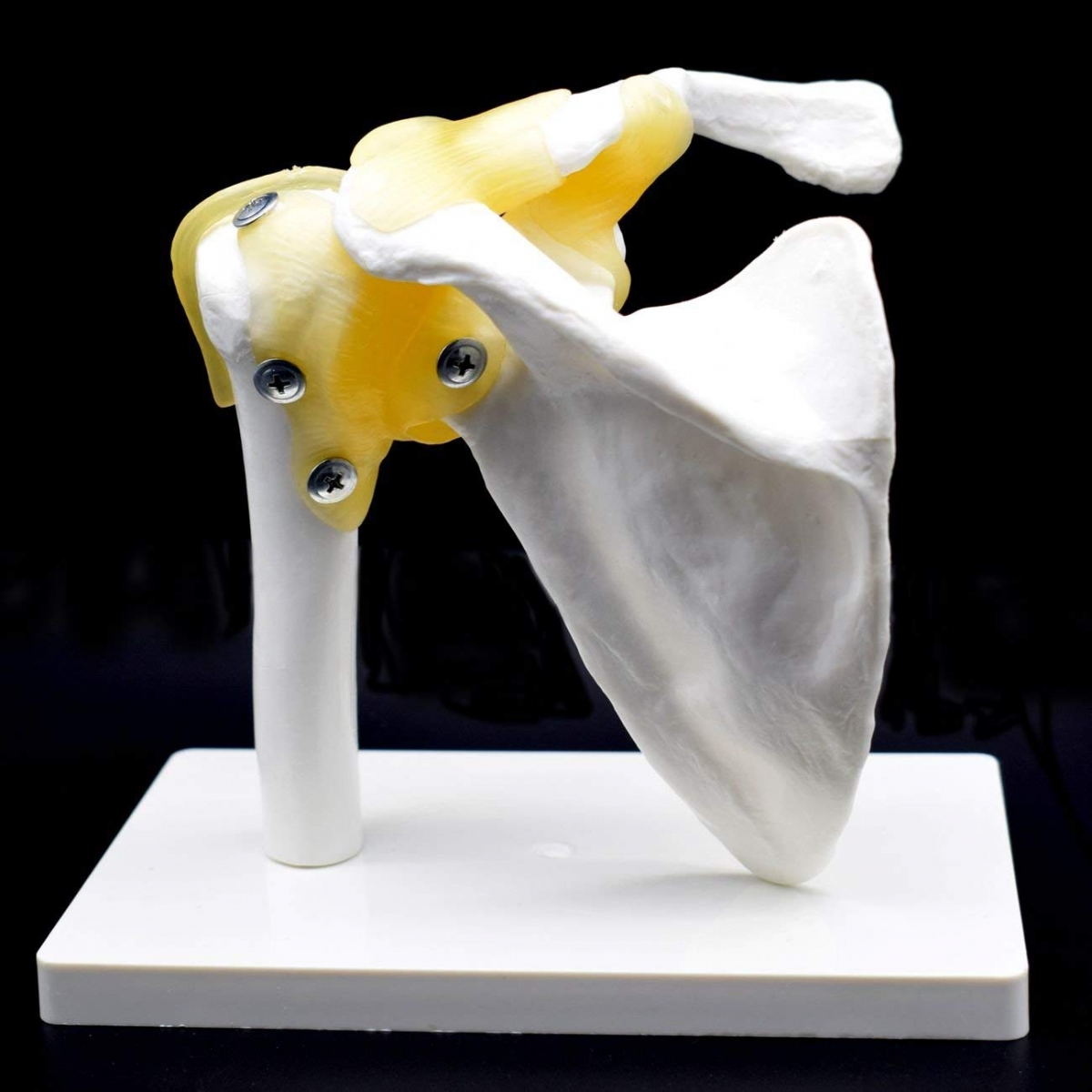 Shoulder Joint Model