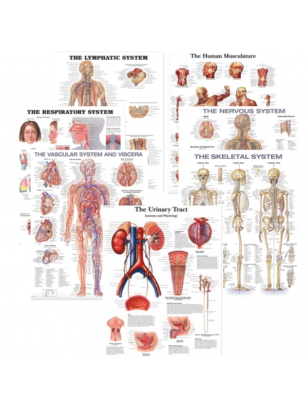 The Anatomy Shop – Human Body Systems Charts Bundle (Set of 7, Ultra-Refined Resolution) – Myaskro