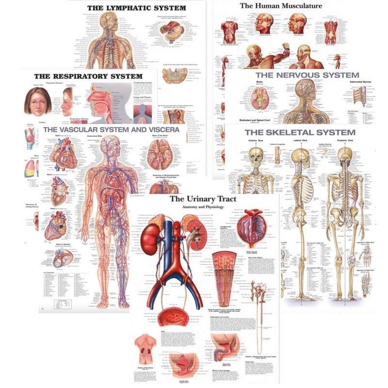 The Anatomy Shop – Human Body Systems Charts Bundle (Set of 7, Ultra-Refined Resolution) – Myaskro