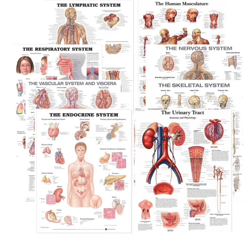 The Anatomy Shop – Human Body Systems Charts Bundle (Set of 8, Ultra-Refined Resolution) – Myaskro