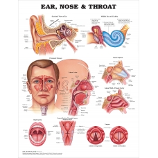  Ear,Nose and Throat Chart (52x70cm) With Special Rigid Lamination and Plastic Rollers