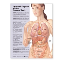 Major Organs of the Human Body Bundle of 7 Charts - Myaskro