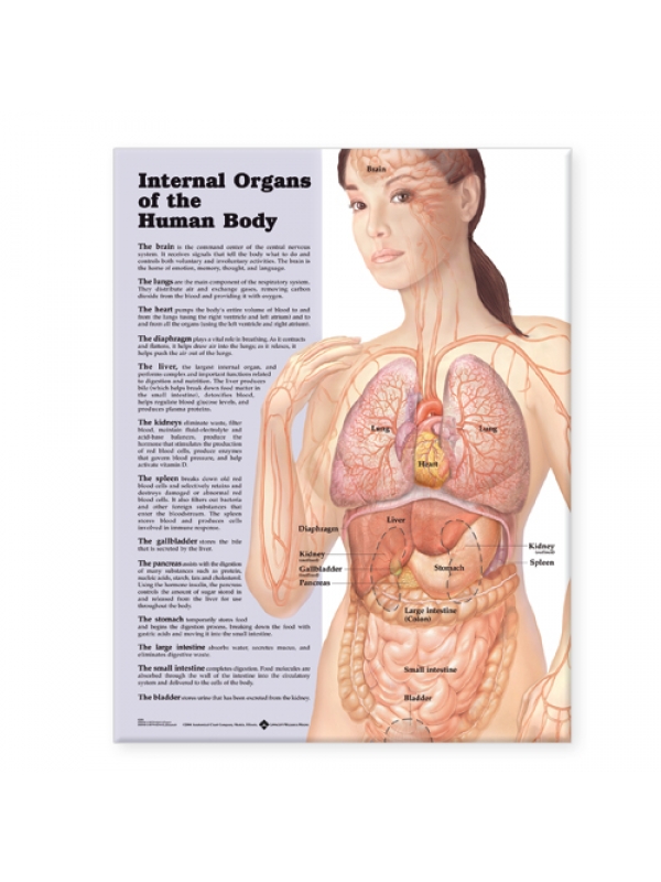 Internal Organs of the Human Body Chart (52x70cm) With Special Rigid Lamination and Plastic Rollers
