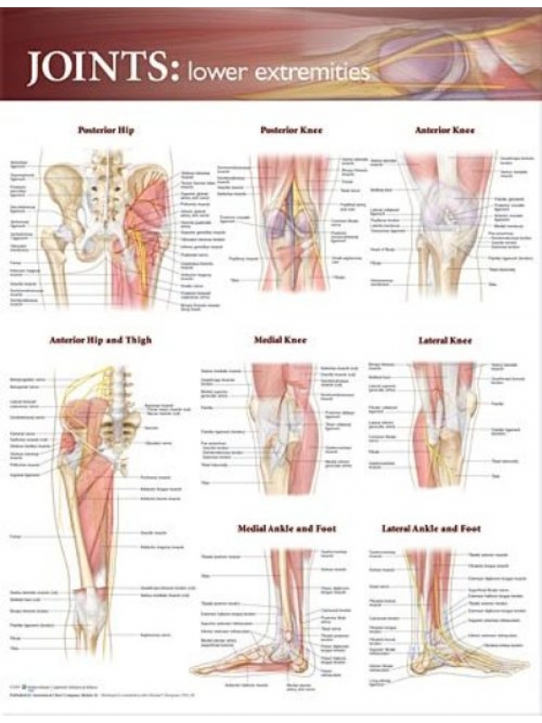 Joint Lower Extremities Chart (52x70cm) With Special Rigid Lamination and Plastic Rollers