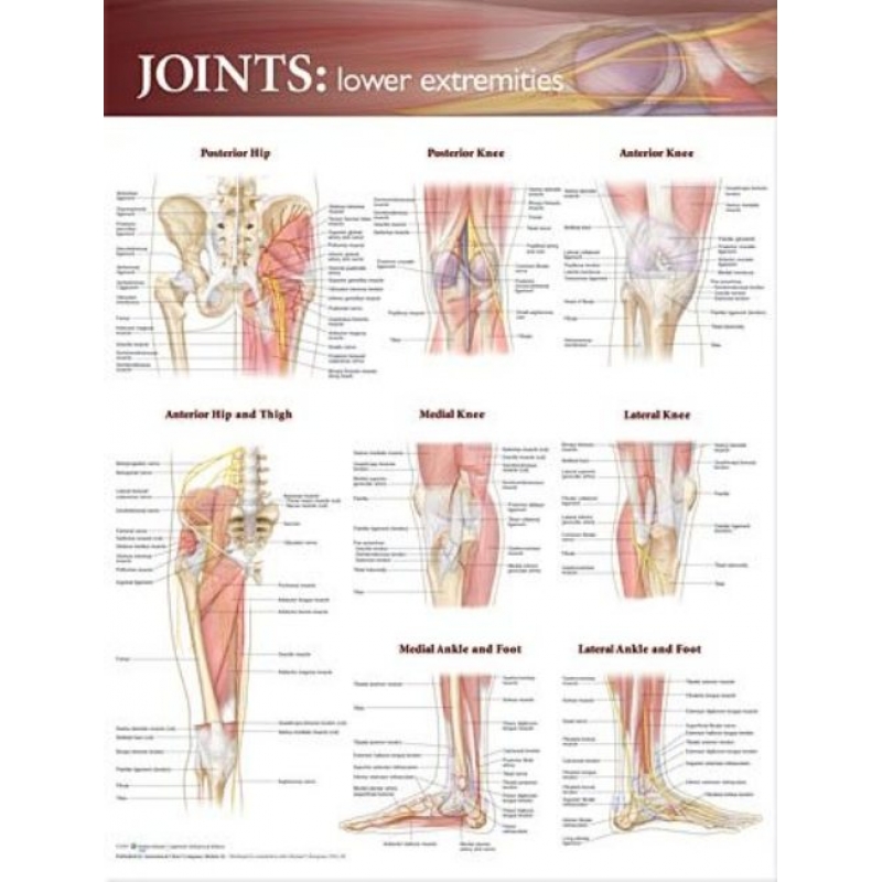 Joint Lower Extremities Chart (52x70cm) With Special Rigid Lamination and Plastic Rollers