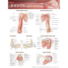 Joints Upper Extremities Chart (52x70cm) With Special Rigid Lamination and Plastic Rollers