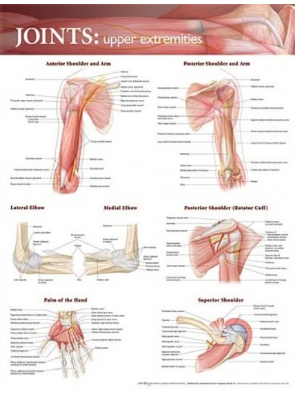 Joints Upper Extremities Chart (52x70cm) With Special Rigid Lamination and Plastic Rollers