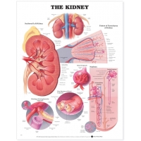 Urinary System Anatomy Bundle - Myaskro