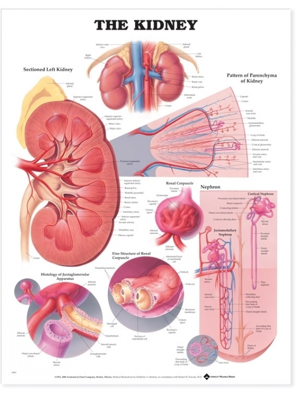 Human Kidney Anatomical Chart (52x70cm) With Special Rigid Lamination and Plastic Rollers