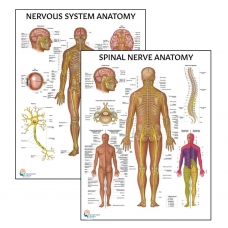 MYASKRO Nervous System & Spinal Nerves Laminated Chart Set (2 Charts) MYASKRO Nervous System & Spinal Nerves Laminated Chart Set (2 Charts)
