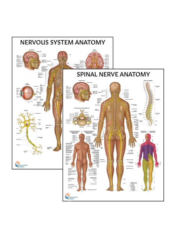 MYASKRO Nervous System & Spinal Nerves Laminated Chart Set (2 Charts)