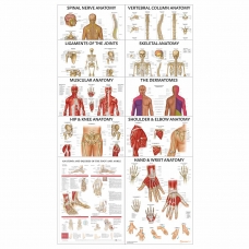 Physiotherapy Anatomical Charts Bundle - Set of 10 Charts - Myaskro