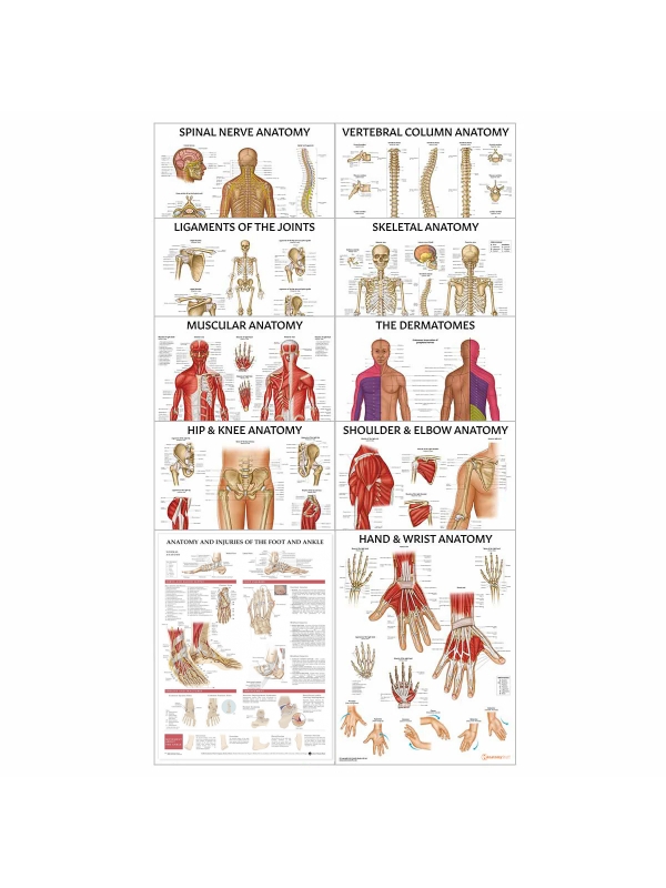Physiotherapy Anatomical Charts Bundle - Set of 10 Charts - Myaskro