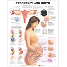 Pregnancy and Birth Chart (52x70cm) With Special Rigid Lamination and Plastic Rollers