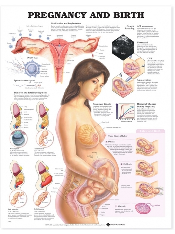 Pregnancy and Birth Chart (52x70cm) With Special Lamination