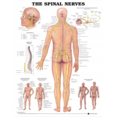 Spinal Nerves Chart (51x66cm) With Hard Backing, Aluminium Frame & Hanging Hooks