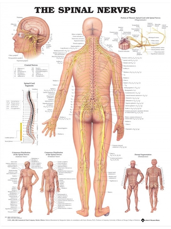 Spinal Nerves Chart (51x66cm) With Hard Backing, Aluminium Frame & Hanging Hooks