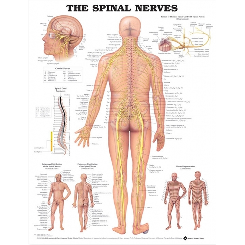 Spinal Nerves Chart (51x66cm) With Hard Backing, Aluminium Frame & Hanging Hooks