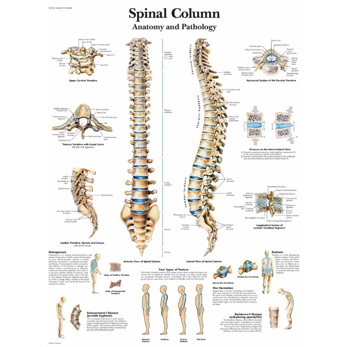 Vertebral Column Chart (52x70cm) With Special Lamination