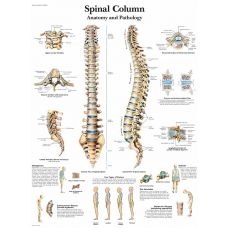 Vertebral Column Chart (52x70cm) With Special Lamination Vertebral Column Chart (52x70cm) With Special Lamination