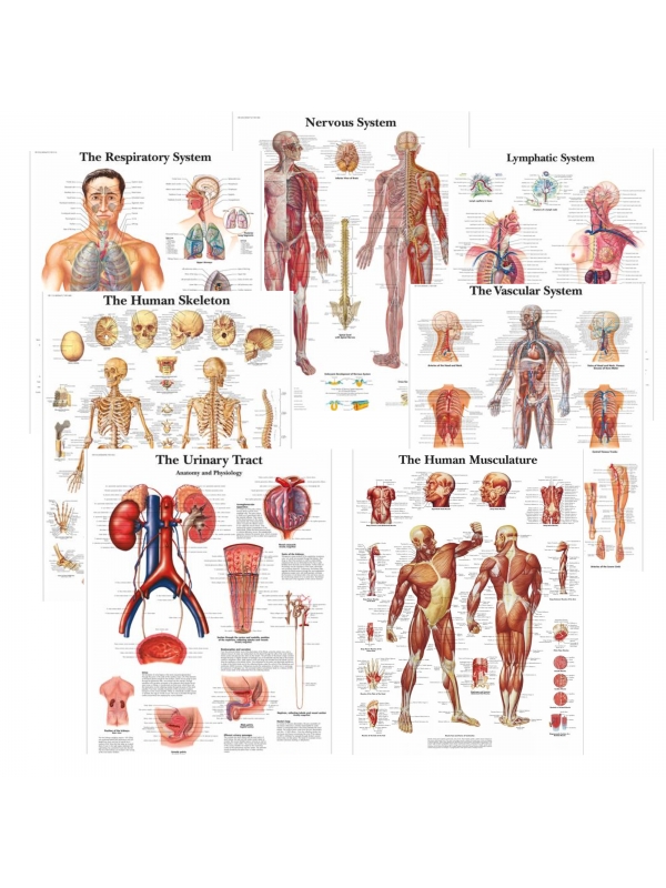 MYASKRO Systems of the Body Anatomy Chart Bundle (7 Charts) | Myaskro