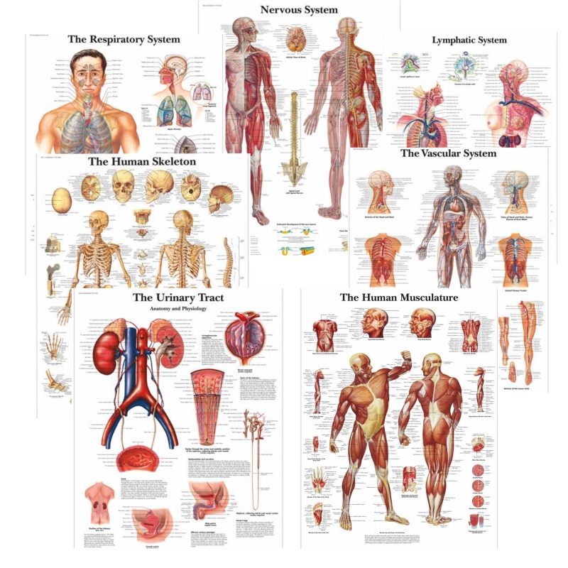 MYASKRO Systems of the Body Anatomy Chart Bundle (7 Charts) | Myaskro