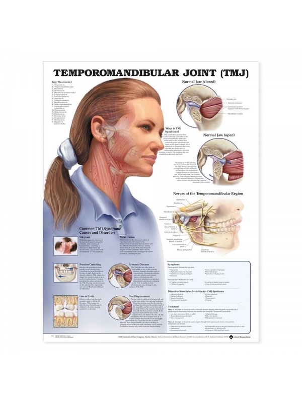 Temporomandibular Joint (TMJ) Chart (52x70cm) With Special Rigid Lamination and Plastic Rollers