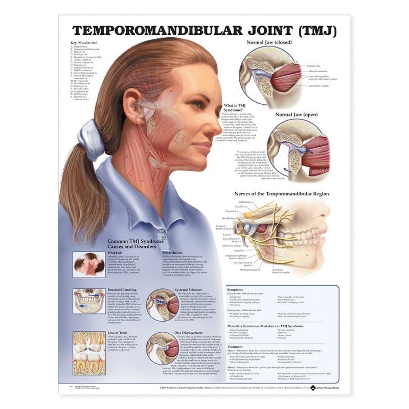 Temporomandibular Joint (TMJ) Chart (52x70cm) With Special Rigid Lamination and Plastic Rollers