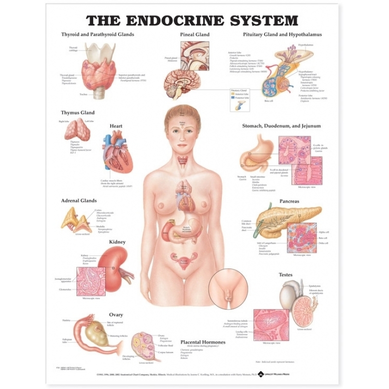 The Endocrine System Chart (52x70cm) With Special Rigid Lamination and Plastic Rollers