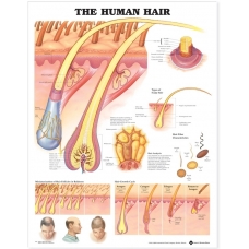 The Human Hair Chart (52x70cm) With Special Rigid Lamination and Plastic Rollers