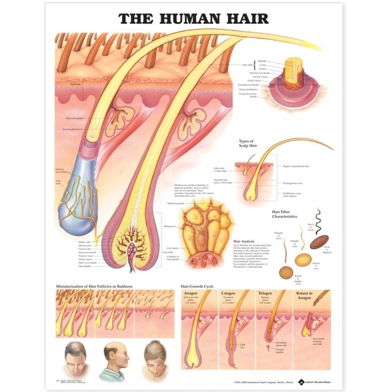 The Human Hair Chart (52x70cm) With Special Rigid Lamination and Plastic Rollers