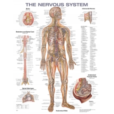 Nervous System Chart (52x70cm) With Special Rigid Lamination and Plastic Rollers