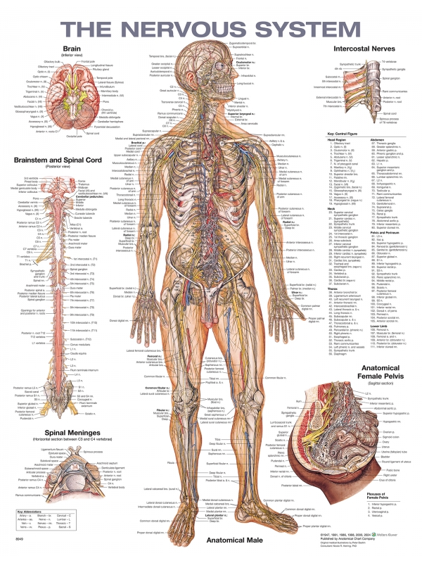 Nervous System Chart (52x70cm) With Special Rigid Lamination and Plastic Rollers