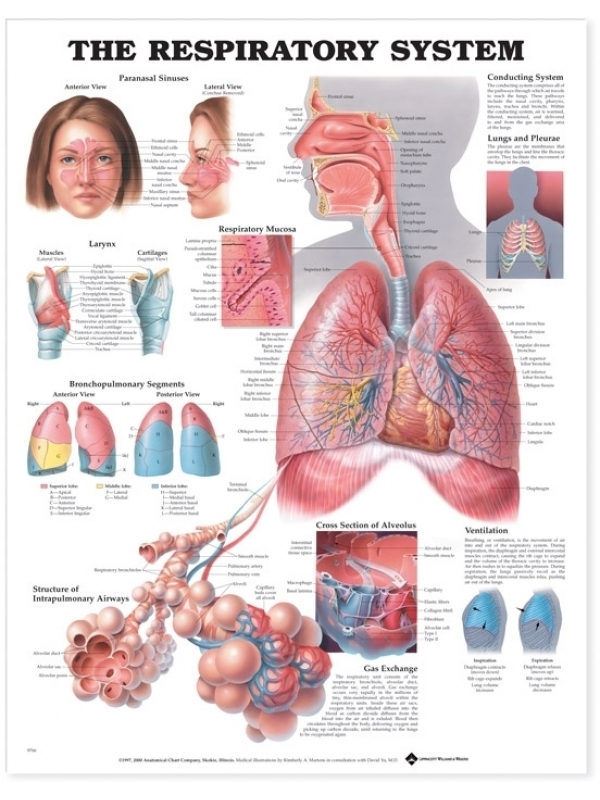 The Respiratory System Chart (52x70cm) With Special Rigid Lamination and Plastic Rollers