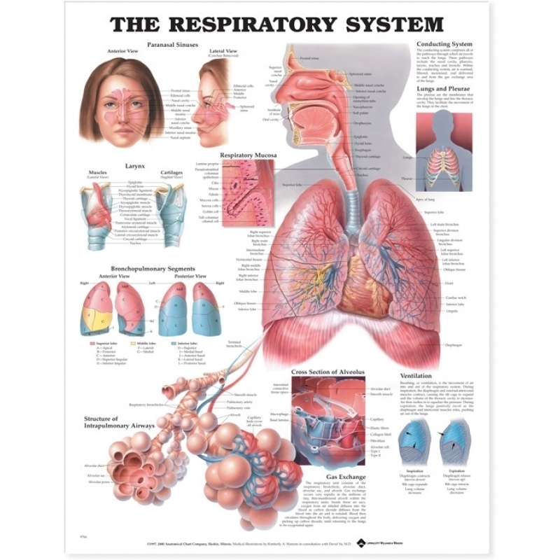 The Respiratory System Chart (52x70cm) With Special Rigid Lamination and Plastic Rollers