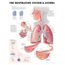 The Respiratory System and Asthma Chart (52x70cm) With Special Rigid Lamination and Plastic Rollers