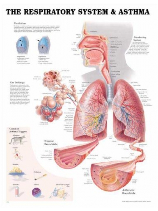 The Respiratory System and Asthma Chart (52x70cm) With Special Rigid Lamination and Plastic Rollers