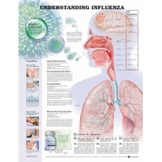 Understanding Influenza Chart (52x70cm) With Special Rigid Lamination and Plastic Rollers