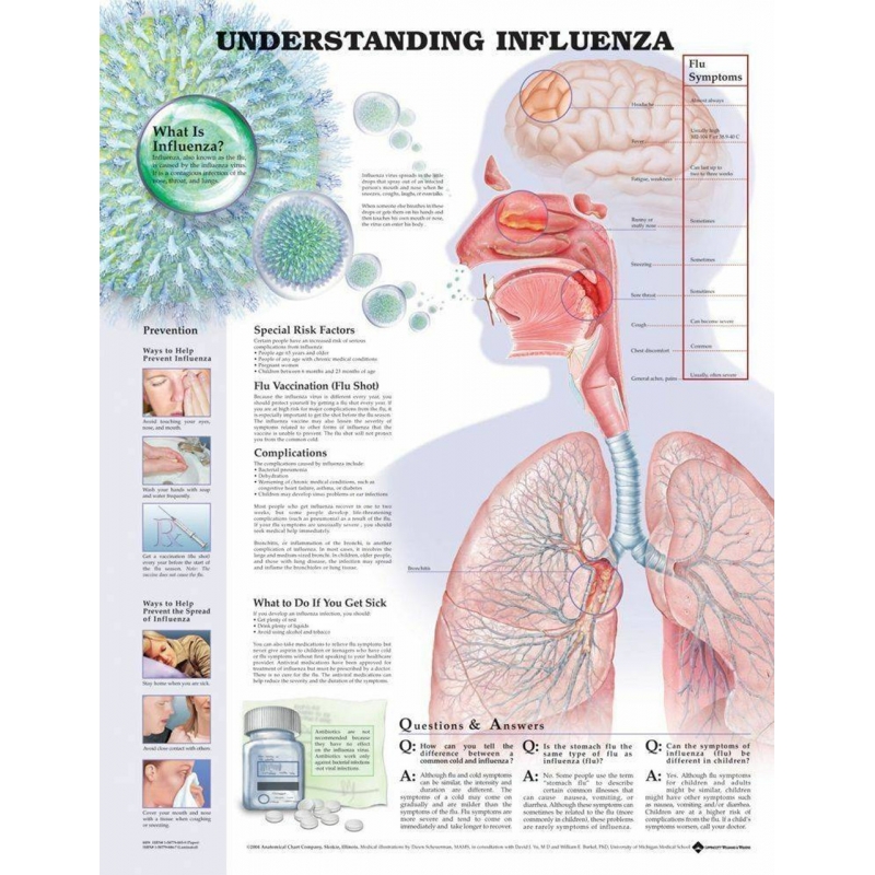 Understanding Influenza Chart (52x70cm) With Special Rigid Lamination and Plastic Rollers