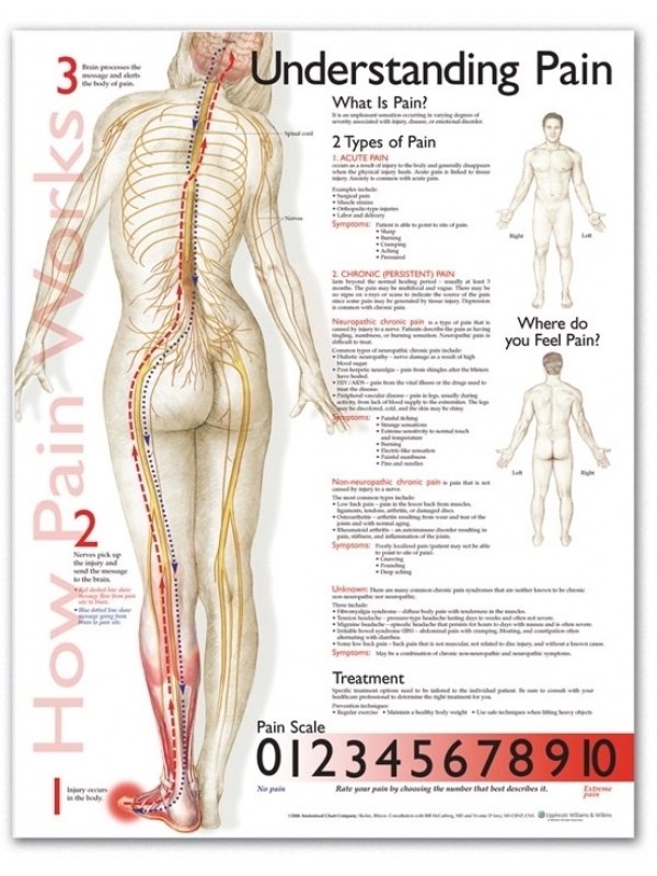 Understanding Pain Chart (52x70cm) With Special Rigid Lamination and Plastic Rollers