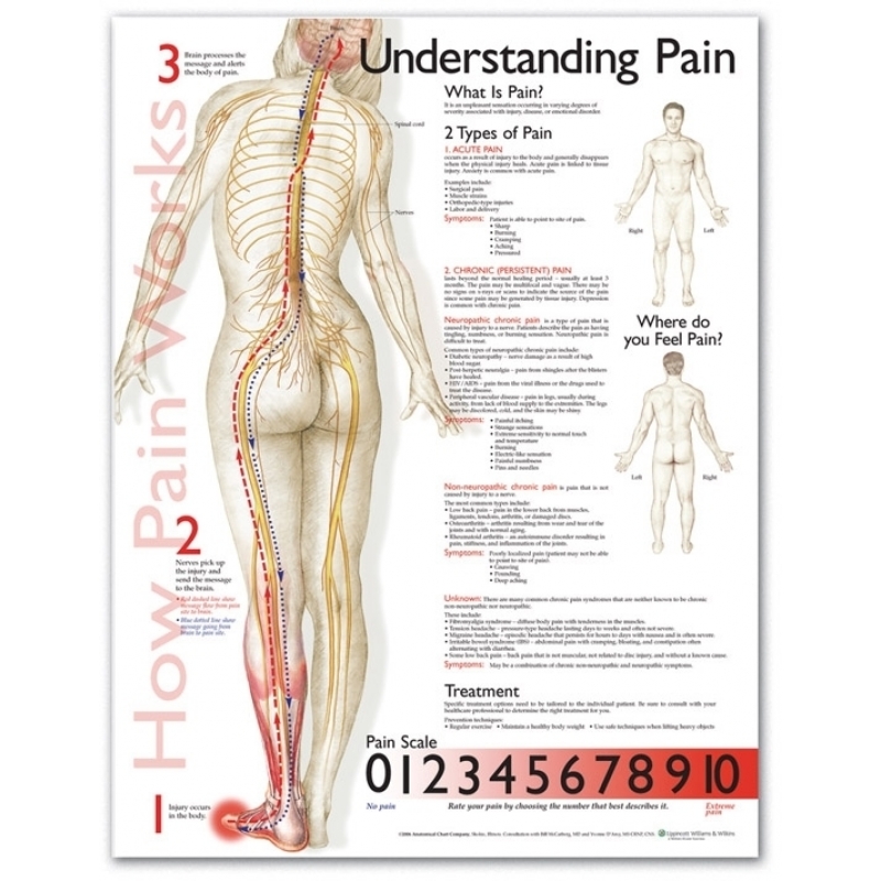 Understanding Pain Chart (52x70cm) With Special Rigid Lamination and Plastic Rollers