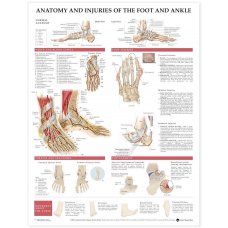 Anatomy & Injuries of The Foot & Ankle Chart (52cm x 70cm)
