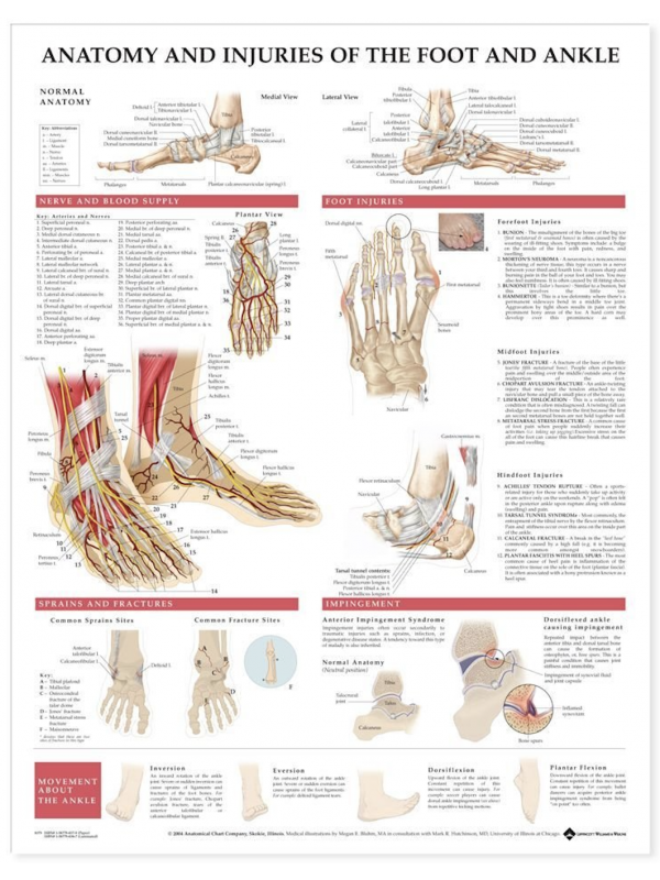 Anatomy & Injuries of The Foot & Ankle Chart (52cm x 70cm)