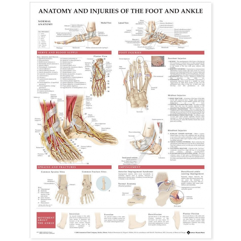 Anatomy & Injuries of The Foot & Ankle Chart (52cm x 70cm)