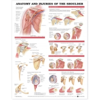 Peripheral Joint 6 Charts Bundle - Myaskro