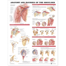 Anatomy & Injuries Of The Shoulder Chart (52x70cm) With Special Rigid Lamination and Plastic Rollers