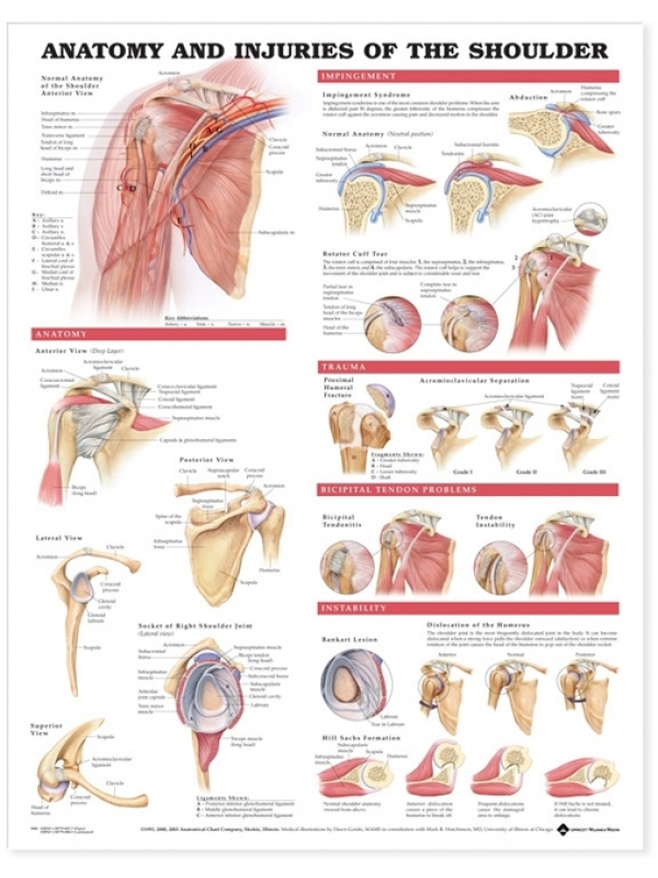 Anatomy & Injuries Of The Shoulder Chart (52x70cm) With Special Rigid Lamination and Plastic Rollers