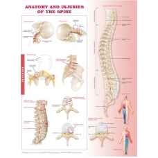 Anatomy & Injuries Of The Spine Chart (52x70cm) With Special Rigid Lamination and Plastic Rollers