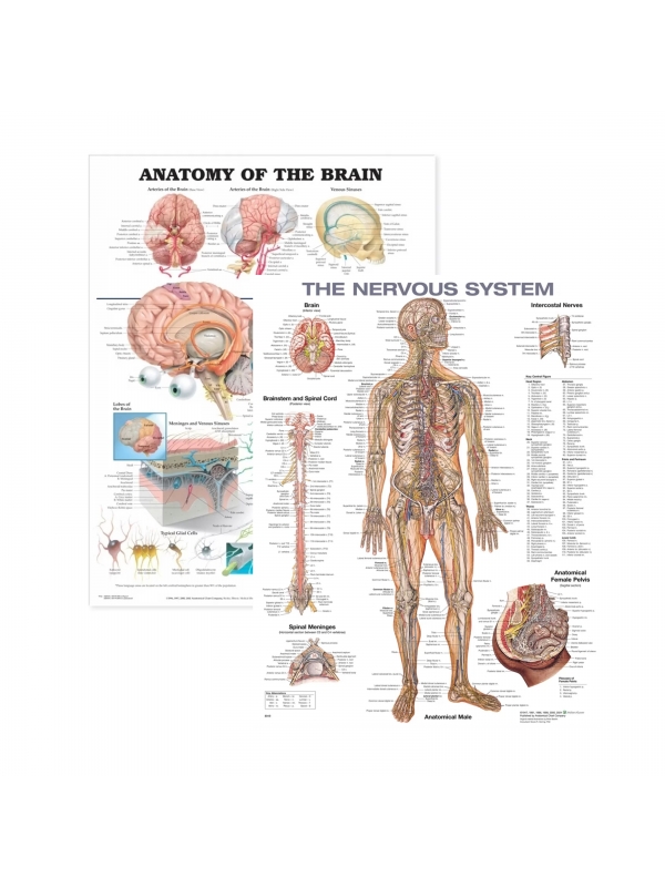 Nervous System & Brain Anatomy Charts Bundle (Set of 2) | MYASKRO