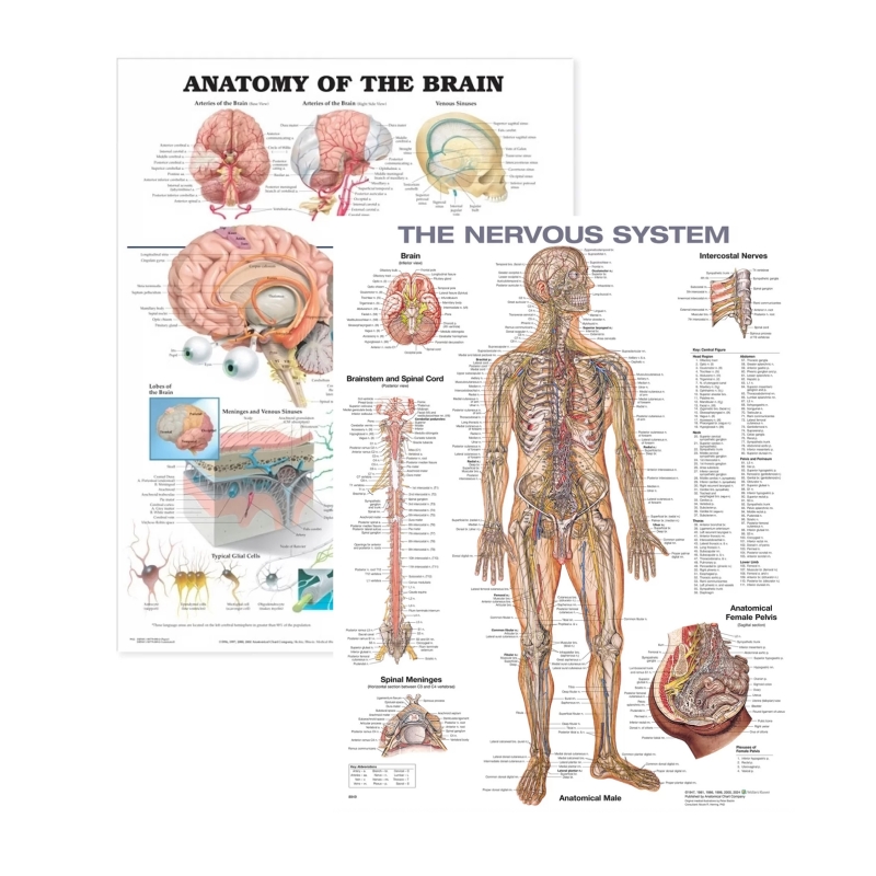Nervous System & Brain Anatomy Charts Bundle (Set of 2) | MYASKRO